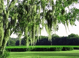 Charleston Tea Garden